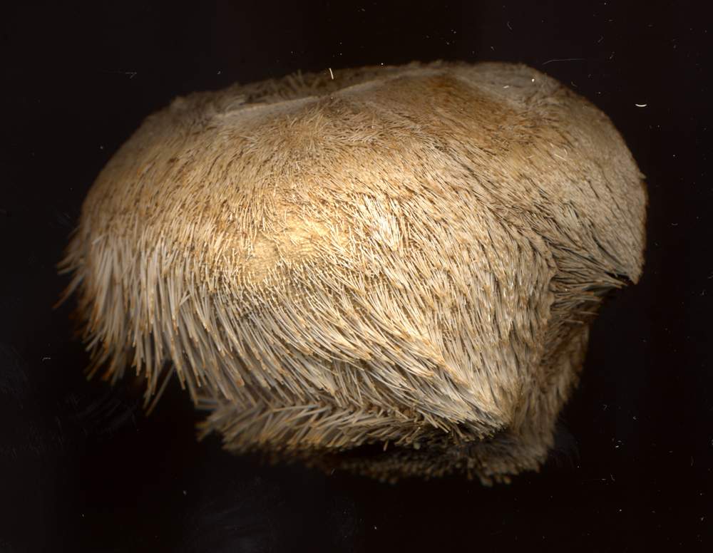 Echinocardium, Schizaster e Brissus - teche
